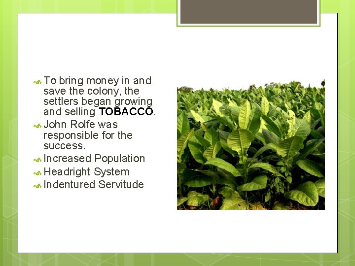  To bring money in and save the colony, the settlers began growing and