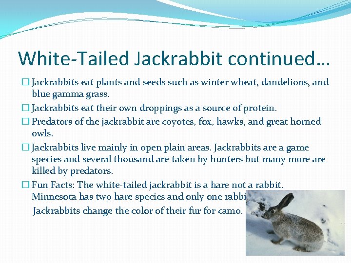 Biodiversity in Minnesota By Payton See Snowy Owl