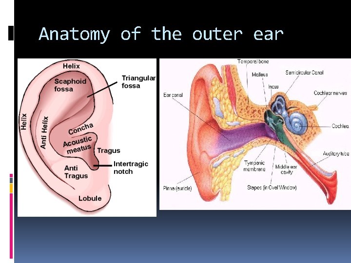 Anatomy of the outer ear 