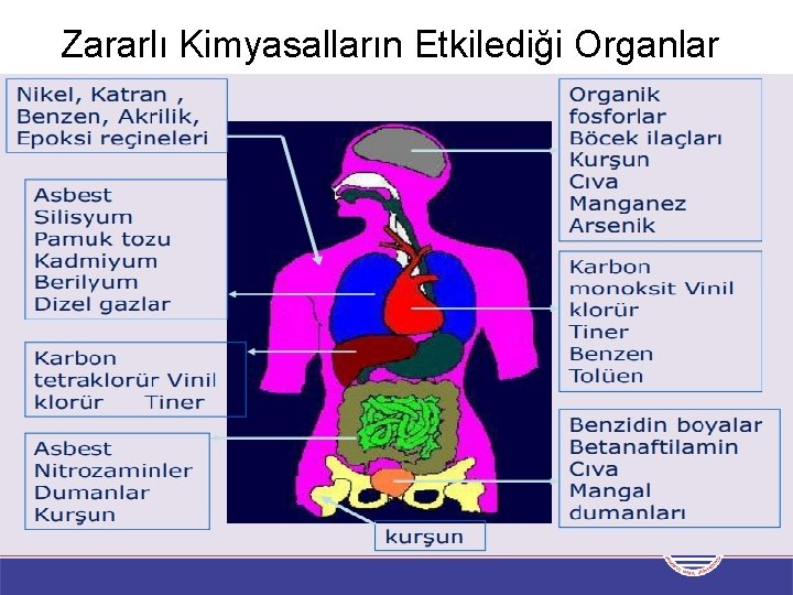 Zararlı Kimyasalların Etkilediği Organlar 