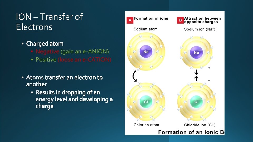 ION – Transfer of Electrons • Negative (gain an e-ANION) • Positive (loose an