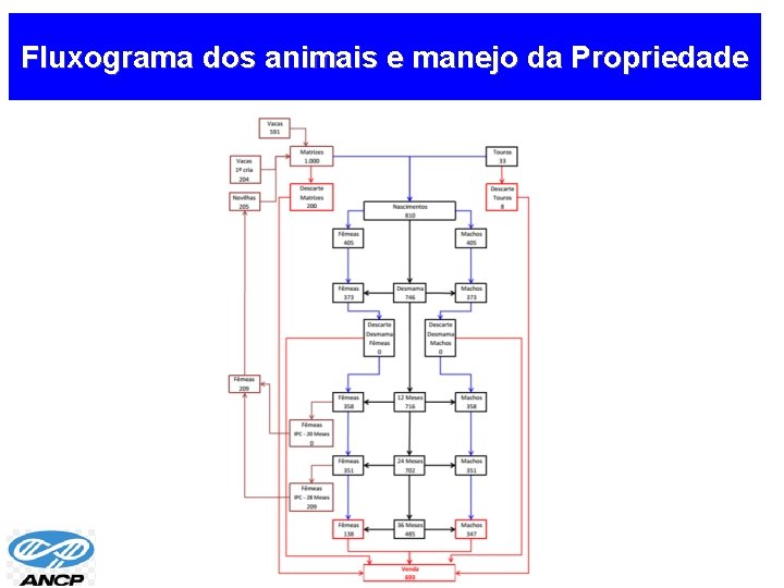 Fluxograma dos animais e manejo da Propriedade 