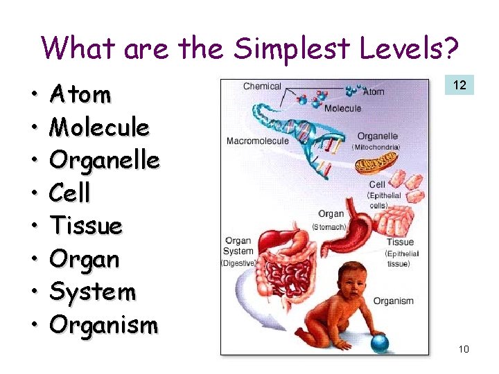 What are the Simplest Levels? • • Atom Molecule Organelle Cell Tissue Organ System