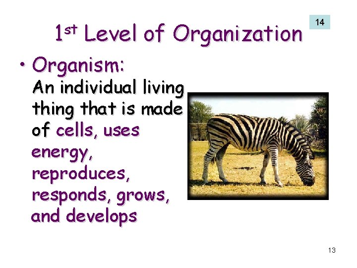 1 st Level of Organization 14 • Organism: An individual living that is made
