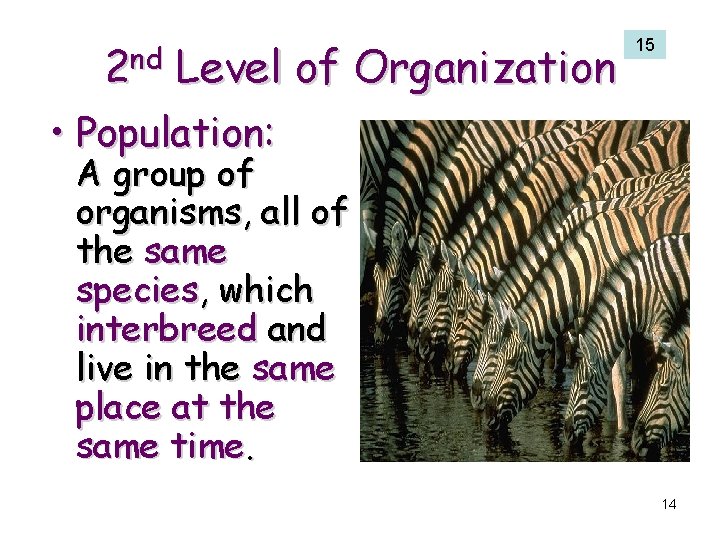 2 nd Level of Organization 15 • Population: A group of organisms, all of