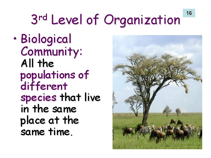 3 rd Level of Organization 16 • Biological Community: All the populations of different