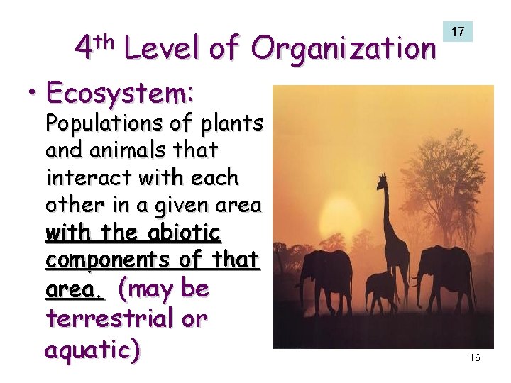 4 th Level of Organization 17 • Ecosystem: Populations of plants and animals that