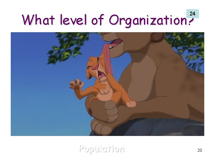 What level of Organization? 24 Population 20 