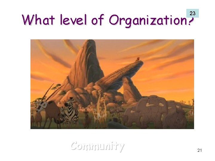 What level of Organization? 23 Community 21 