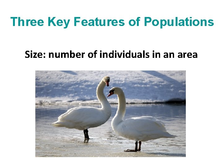 Three Key Features of Populations Size: number of individuals in an area 