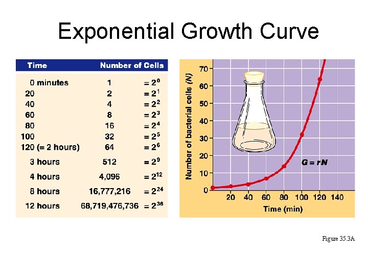 Exponential Growth Curve Figure 35. 3 A 