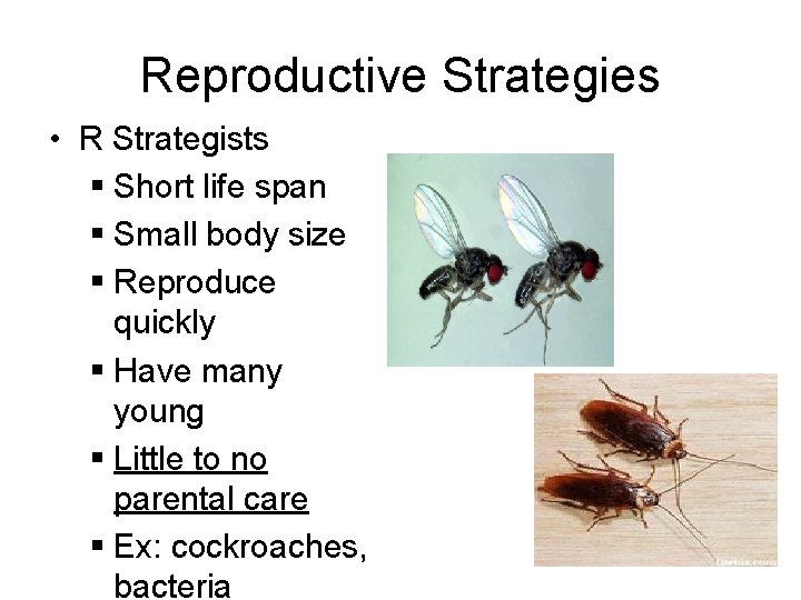 Reproductive Strategies • R Strategists § Short life span § Small body size §