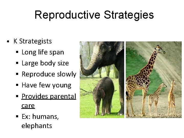 Reproductive Strategies • K Strategists § Long life span § Large body size §