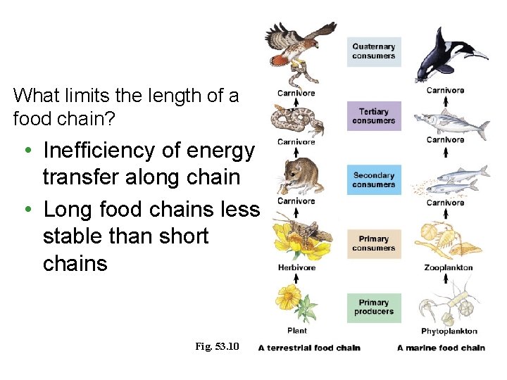 What limits the length of a food chain? • Inefficiency of energy transfer along