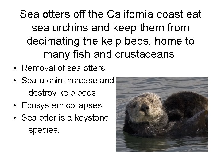 Sea otters off the California coast eat sea urchins and keep them from decimating