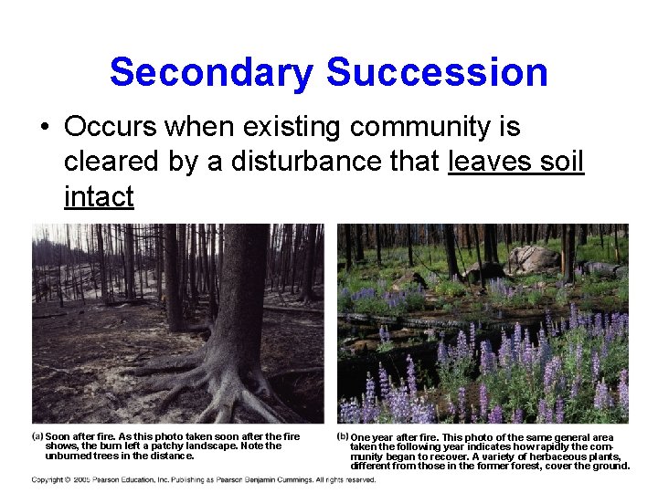 Secondary Succession • Occurs when existing community is cleared by a disturbance that leaves
