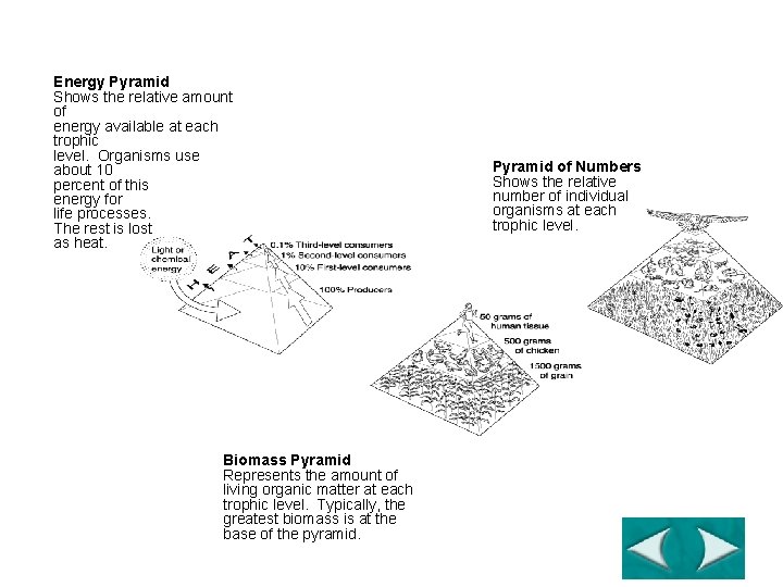 Section 3 -2 Ecological Pyramids Energy Pyramid Shows the relative amount of energy available