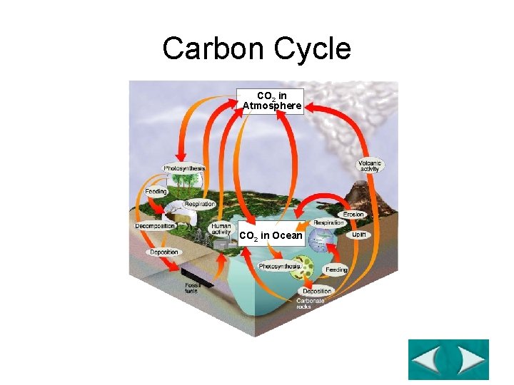 Figure 3 -13 The Carbon Cycle Section 3 -3 Carbon Cycle CO 2 in