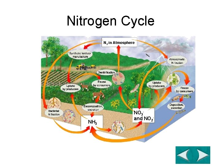 Figure 3 -14 The Nitrogen Cycle Section 3 -3 Nitrogen Cycle N 2 in