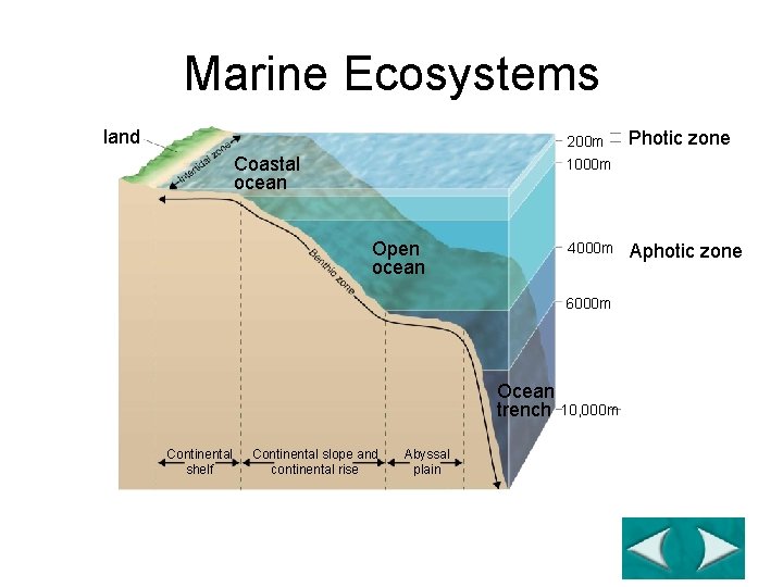 Figure 4 -17 Zones of a Marine Ecosystem Section 4 -4 Marine Ecosystems land