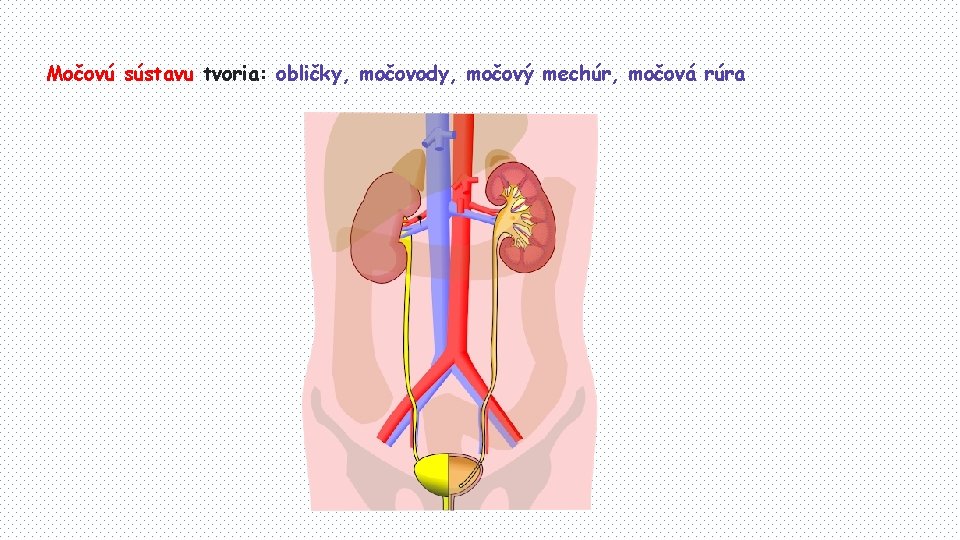 Močovú sústavu tvoria: obličky, močovody, močový mechúr, močová rúra 