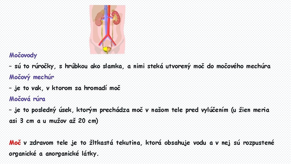 Močovody – sú to rúročky, s hrúbkou ako slamka, a nimi steká utvorený moč