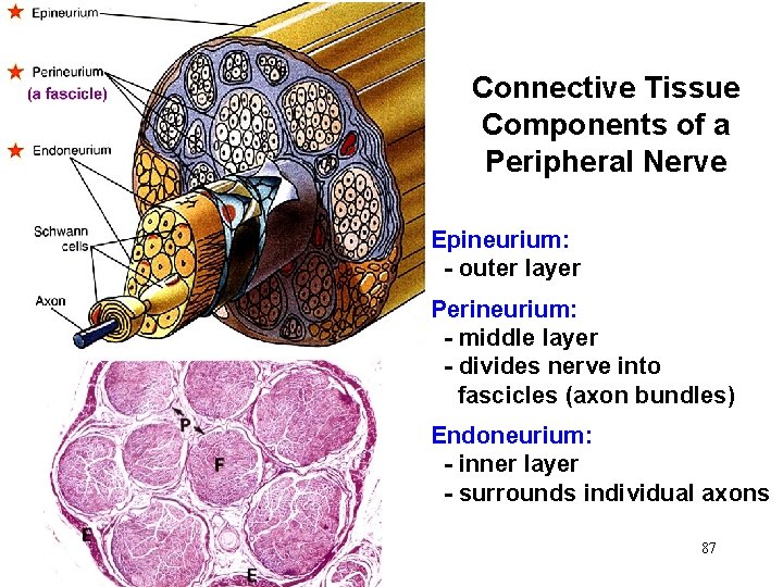 Connective Tissue Components of a Peripheral Nerve Epineurium: - outer layer Perineurium: - middle Connective Tissue Components of a Peripheral Nerve Epineurium: - outer layer Perineurium: - middle