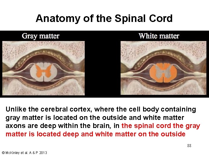 Anatomy of the Spinal Cord Unlike the cerebral cortex, where the cell body containing Anatomy of the Spinal Cord Unlike the cerebral cortex, where the cell body containing