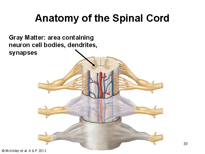 Anatomy of the Spinal Cord Gray Matter: area containing neuron cell bodies, dendrites, synapses Anatomy of the Spinal Cord Gray Matter: area containing neuron cell bodies, dendrites, synapses
