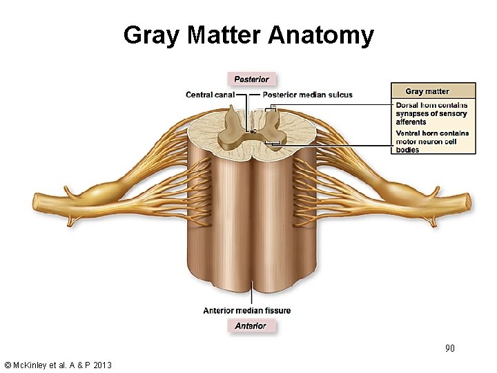 Gray Matter Anatomy 90 © Mc. Kinley et al. A & P 2013 Gray Matter Anatomy 90 © Mc. Kinley et al. A & P 2013