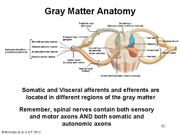 Gray Matter Anatomy Somatic and Visceral afferents and efferents are located in different regions Gray Matter Anatomy Somatic and Visceral afferents and efferents are located in different regions