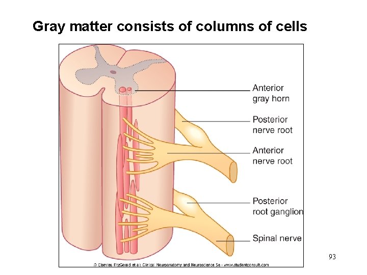 Gray matter consists of columns of cells 93 Gray matter consists of columns of cells 93