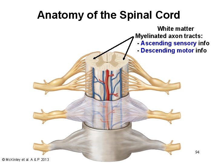 Anatomy of the Spinal Cord White matter Myelinated axon tracts: - Ascending sensory info Anatomy of the Spinal Cord White matter Myelinated axon tracts: - Ascending sensory info