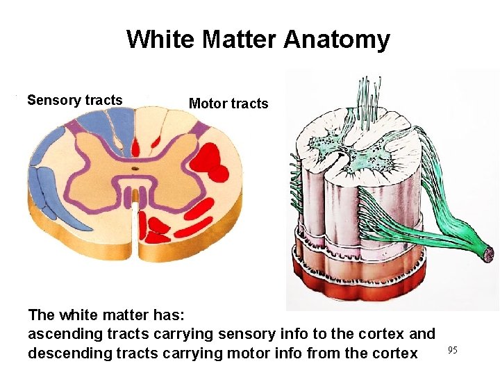 White Matter Anatomy Sensory tracts Motor tracts The white matter has: ascending tracts carrying White Matter Anatomy Sensory tracts Motor tracts The white matter has: ascending tracts carrying