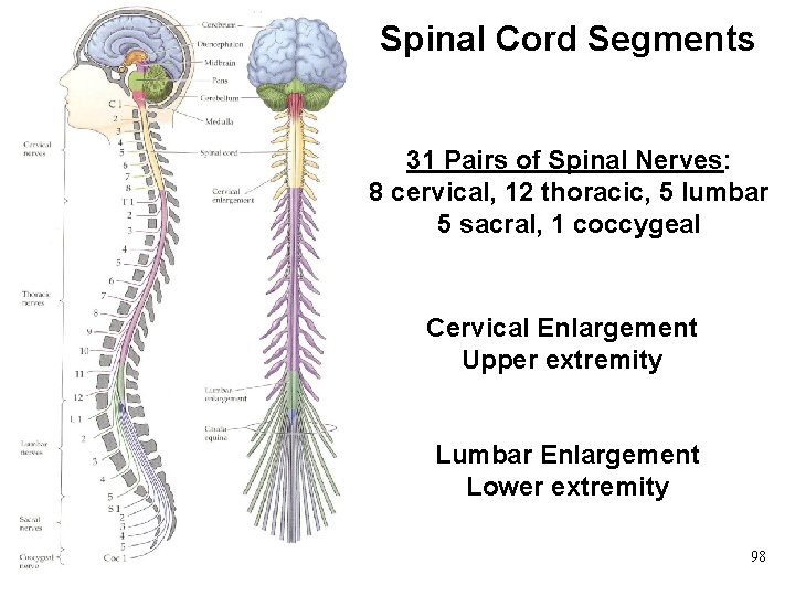 Spinal Cord Segments 31 Pairs of Spinal Nerves: 8 cervical, 12 thoracic, 5 lumbar Spinal Cord Segments 31 Pairs of Spinal Nerves: 8 cervical, 12 thoracic, 5 lumbar