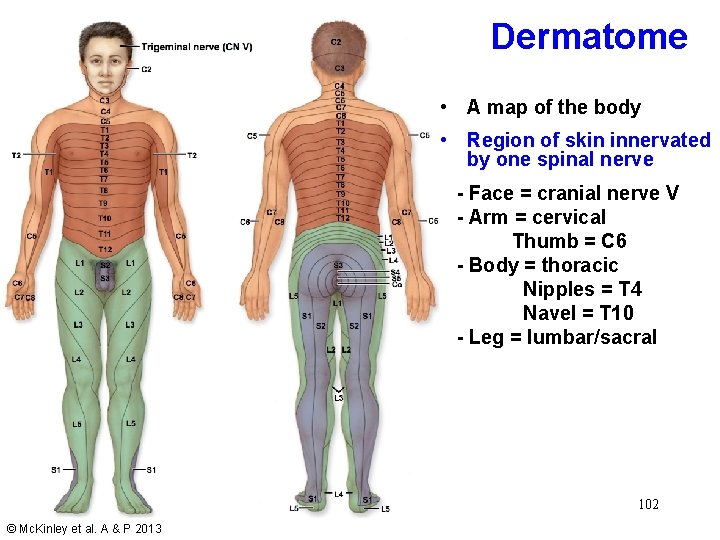 Dermatome • A map of the body • Region of skin innervated by one Dermatome • A map of the body • Region of skin innervated by one