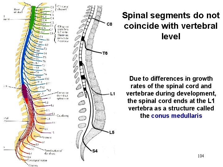 Spinal segments do not coincide with vertebral level Due to differences in growth rates Spinal segments do not coincide with vertebral level Due to differences in growth rates