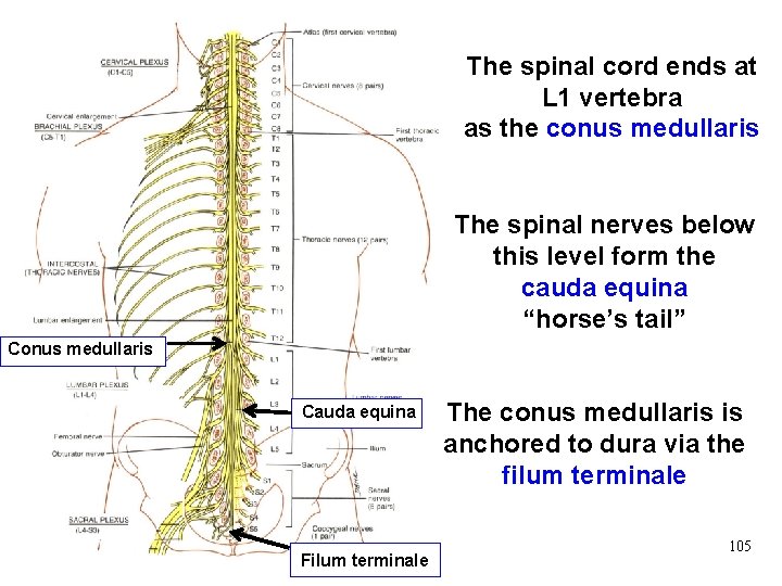 The spinal cord ends at L 1 vertebra as the conus medullaris The spinal The spinal cord ends at L 1 vertebra as the conus medullaris The spinal