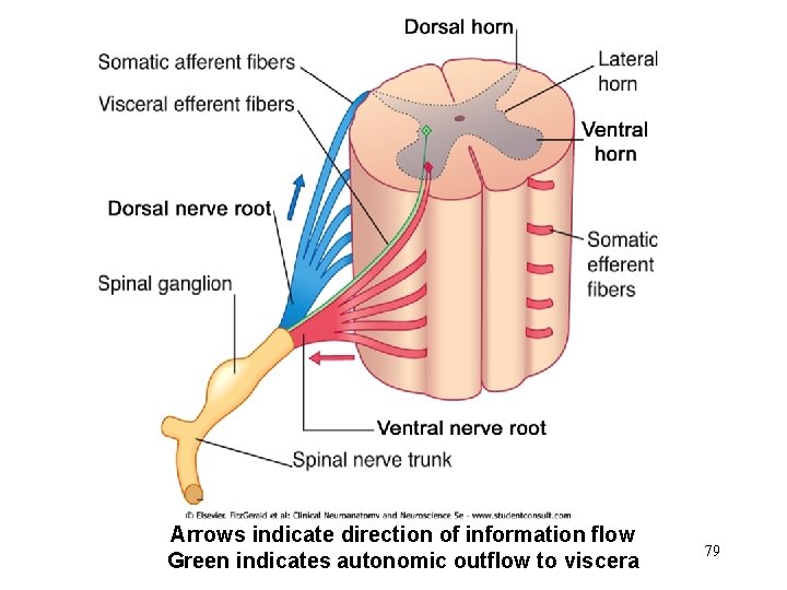 Arrows indicate direction of information flow Green indicates autonomic outflow to viscera 79 Arrows indicate direction of information flow Green indicates autonomic outflow to viscera 79