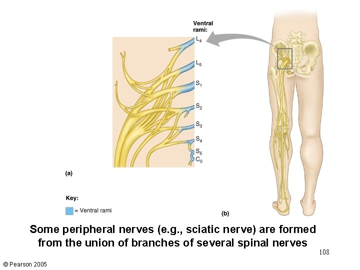 Some peripheral nerves (e. g. , sciatic nerve) are formed from the union of Some peripheral nerves (e. g. , sciatic nerve) are formed from the union of
