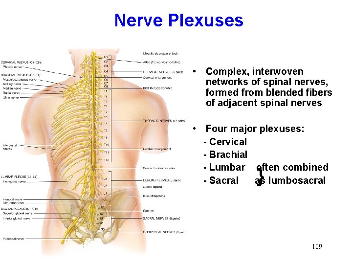 Nerve Plexuses • Complex, interwoven networks of spinal nerves, formed from blended fibers of Nerve Plexuses • Complex, interwoven networks of spinal nerves, formed from blended fibers of