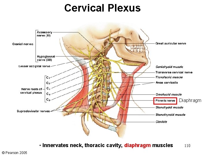 Cervical Plexus Diaphragm • Innervates neck, thoracic cavity, diaphragm muscles © Pearson 2005 110 Cervical Plexus Diaphragm • Innervates neck, thoracic cavity, diaphragm muscles © Pearson 2005 110