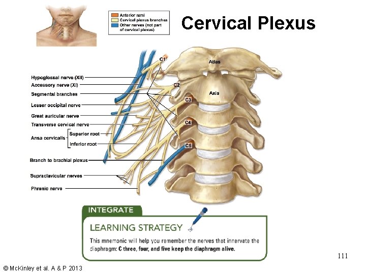 Cervical Plexus 111 © Mc. Kinley et al. A & P 2013 Cervical Plexus 111 © Mc. Kinley et al. A & P 2013