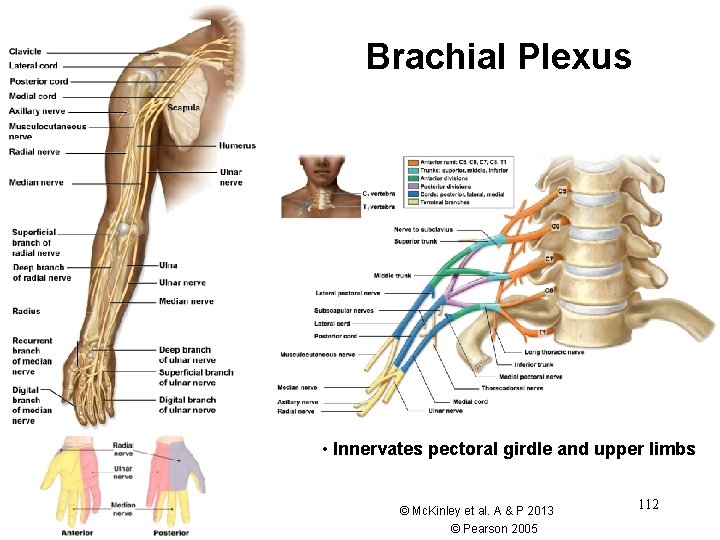 Brachial Plexus • Innervates pectoral girdle and upper limbs © Mc. Kinley et al. Brachial Plexus • Innervates pectoral girdle and upper limbs © Mc. Kinley et al.