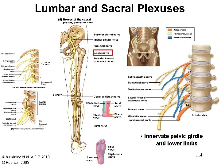 Lumbar and Sacral Plexuses • Innervate pelvic girdle and lower limbs © Mc. Kinley Lumbar and Sacral Plexuses • Innervate pelvic girdle and lower limbs © Mc. Kinley