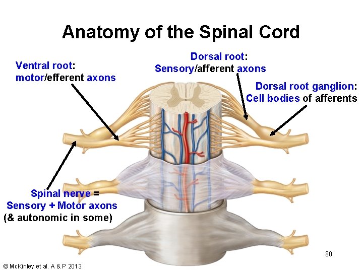 Anatomy of the Spinal Cord Ventral root: motor/efferent axons Dorsal root: Sensory/afferent axons Dorsal Anatomy of the Spinal Cord Ventral root: motor/efferent axons Dorsal root: Sensory/afferent axons Dorsal