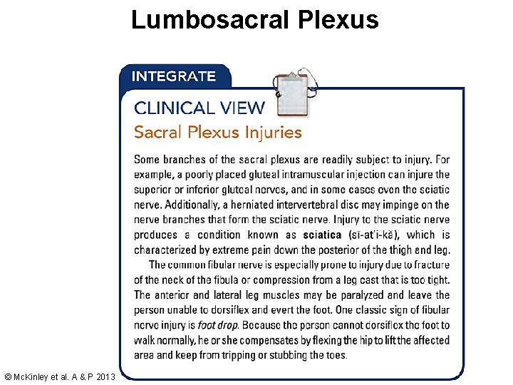 Lumbosacral Plexus 116 © Mc. Kinley et al. A & P 2013 Lumbosacral Plexus 116 © Mc. Kinley et al. A & P 2013
