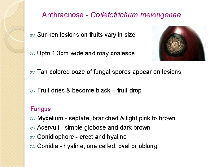 Anthracnose - Colletotrichum melongenae Sunken lesions on fruits vary in size Upto 1. 3