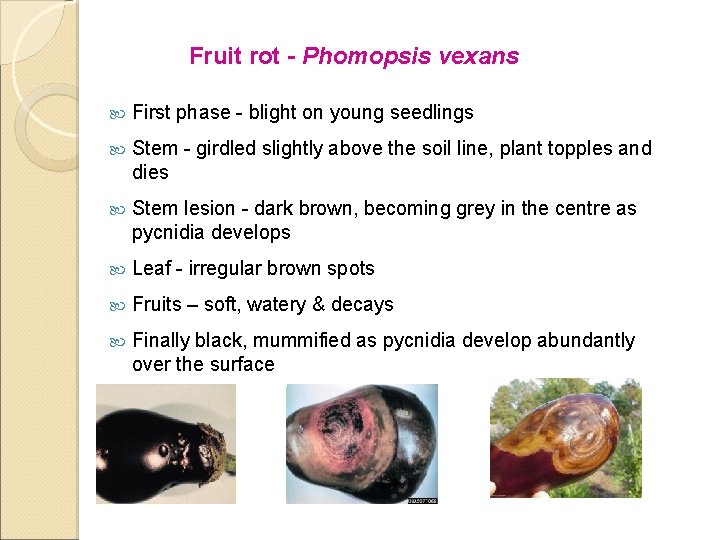 Fruit rot - Phomopsis vexans First phase - blight on young seedlings Stem -