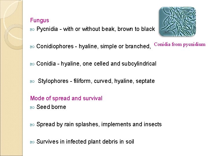 Fungus Pycnidia - with or without beak, brown to black Conidiophores - hyaline, simple